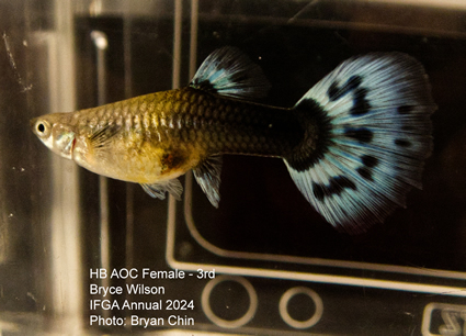 female guppy hb aoc